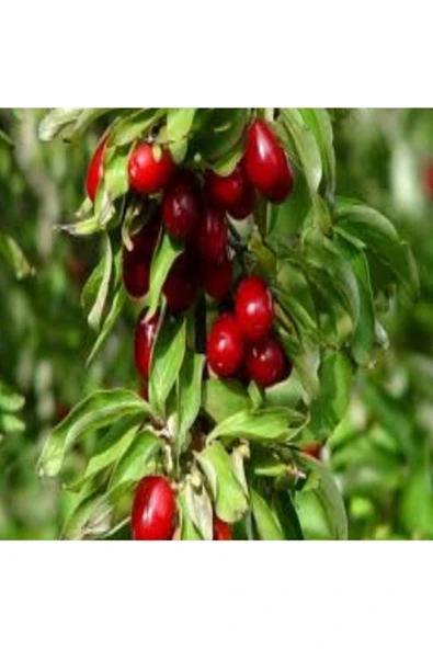 Tohumcumm 5 Adet Tohum Organik Kızılcık Ağacı Ağaç Tohumu Saksı Toprak Hediyeli ürün görseli 1