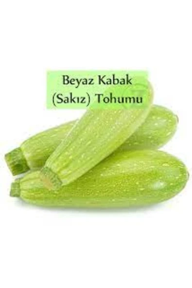 Tohumcumm 100 Adet Tohum Organik Taze Yeni Hasat Beyaz Kabak Tohumu Kalem Yeşil ürün görseli 1