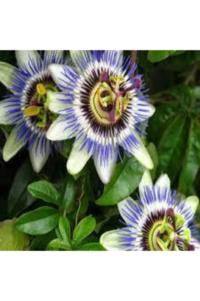 Tohumcumm 10 Adet Çarkıfelek Çiçeği Tohumu Passiflora Çiçeği Tohumu Çiçek Tohumu Saksı Toprak Süpriz Hediyeli ürün görseli 1