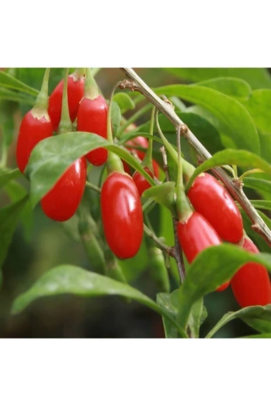Tohumcumm 15 Adet Tohum Orjinal Organik Bahçe Yeni Sezon Kırmızı Goji Berry Tohumu Hobi Balkon Hediye Tohum ürün görseli 1