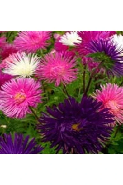 Tohumcumm 20 Adet Tohum Nadir Karışık Renkli Aster Çiçeği Tohumu Mezarlık Kabir Çiçeği Saksı Toprak Hediye ürün görseli 1