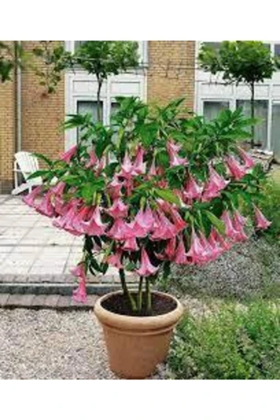Tohumcumm 20 Adet Tohum Nadir Bulunan Angel Pembe Trumpet Çiçeği Tohumu Balkon Çiçeği Genis Yapraklı Hediyeli ürün görseli 1