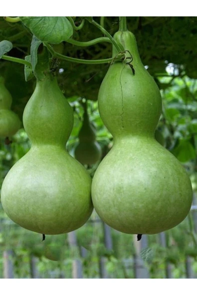 Tohumcumm 100 Adet Tohum Nadir Süs Su Kabağı Tohumu Kabak Tohumu Sürpriz Hediye Tohumlu ürün görseli 1
