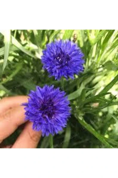 Tohumcumm 30 Adet Tohum Mavi Kantoron Kantaron Çiçeği Tohumu Peygamber Çiçek Tohumu Saksı Toprak Hediye Tohuml ürün görseli 1
