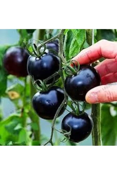 Tohumcumm 10 Adet Tohum Nadir Organik Doğal Siyah Çeri Domates Tohumu Hediye Tohumlu ürün görseli 1