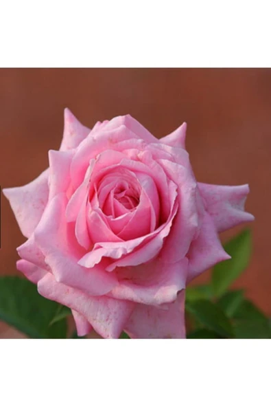 Tohumcumm 10 Adet Tohum Nadir Pembe Osmanlı Saray Bahçesi Gül Tohumu Pembe Bahçe Gülü Saksı Toprak Hediyemiz ürün görseli 1