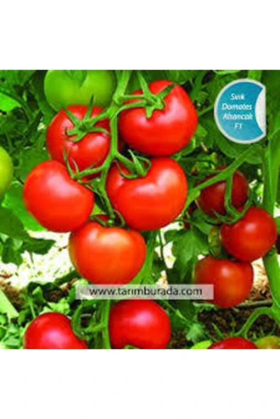 Tohumcumm 35 Adet Tohum Eko Paket Sırık Domates Tohumu Domates Tohumu Sırık Domates Süpriz Hediye Tohumlu ürün görseli 1