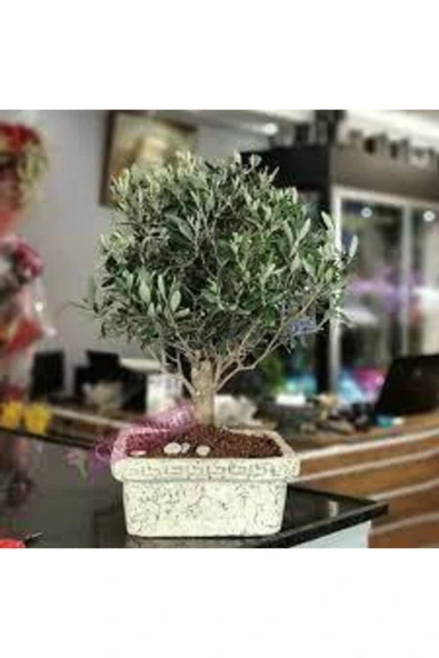 Tohumcumm 3 Adet Tohum Bonsai Zeytin Ağacı Tohumu Zeytin Bonsai Ağacı Tohumu Süpriz Hediye Bonsai Tohumu ürün görseli 1