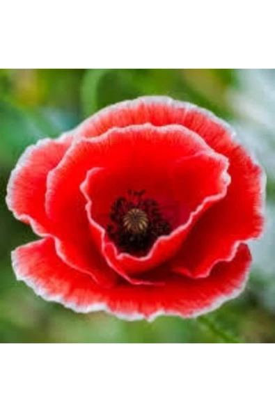 Tohumcumm 200 Adet Tohum Kırmızı Kır Gelincik Çiçeği Tohumu Sürpriz Saksı Toprak Hediye Bonsai Ağacı Tohumu ürün görseli 1