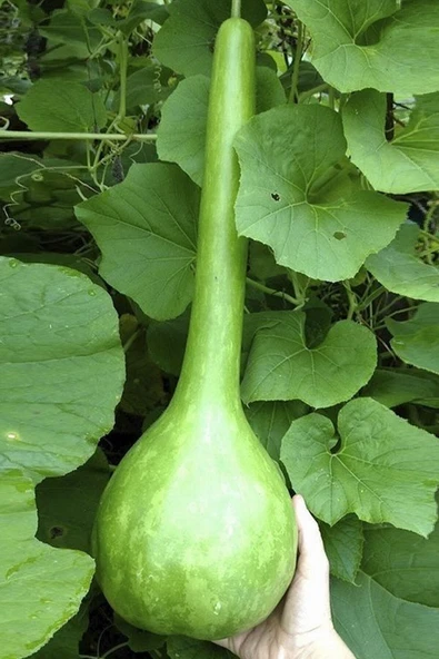 Tohumcumm 50 Adet Tohum Nadir Süs Su Kabağı Tohumu Kabak Tohumu Sürpriz Hediye Tohumlu ürün görseli 1