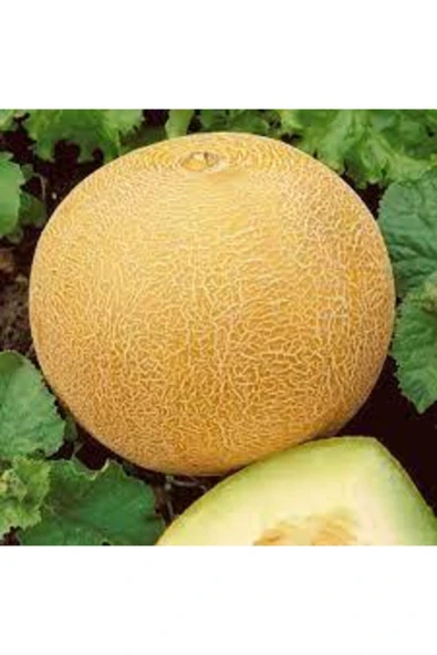 Tohumcumm 40 Adet Tohum Ananas Kavunu Kokulu Kavun Tohumu Bal Kavun Tohumu Sürpriz Hediye Sebze Tohumu ürün görseli 1