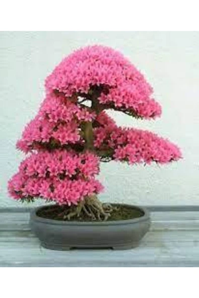 Tohumcumm 20 Adet Tohum Bodur Pembe Erguvan Bonzai Ağac Ekim Seti Saksı Toprak Sürpriz Hediye Bonsai Tohumlu ürün görseli 1