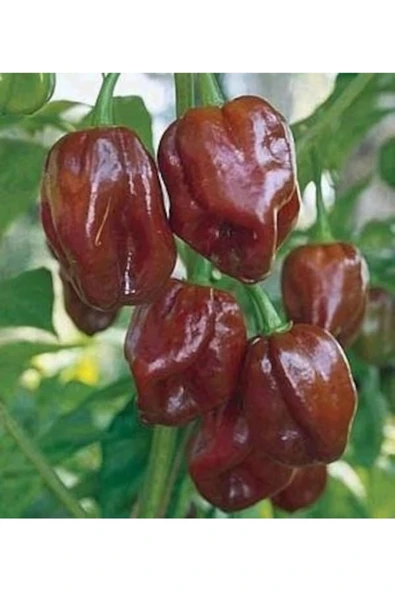 Tohumcumm 10 Adet Tohum Nadir Bulunan Kırmızı Habanero Biberi Tohumu Organik Tropikal Biber Tohumu ürün görseli 1