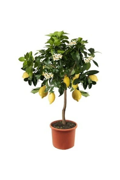 Tohumcumm 20 Adet Tohum Nadir Mersin Limon Ağaç Bonsai Ata Tohum Saksı Toprak Hediye ürün görseli 1