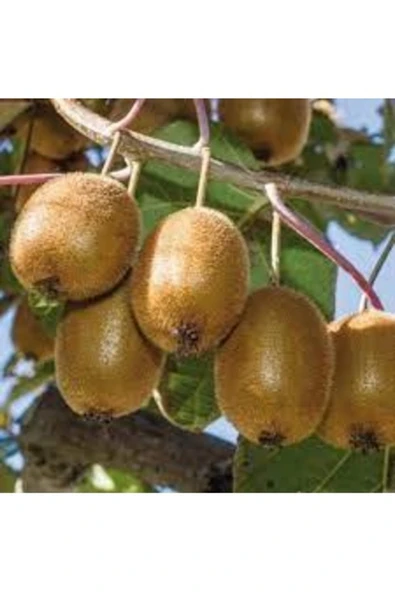 Tohumcumm 25 Adet Tohum Nadir Kivi Ağacı Tohumu Kaliteli Taze Tohum Saksı Toprak Hediyeli ürün görseli 1