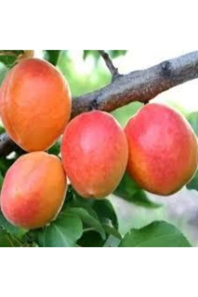 Tohumcumm 5 Adet Tohum Şekerpare Kayısı Bodur Bonsai Ağaç Tohumu Organik Sürpriz Hediye Tohum ürün görseli 1