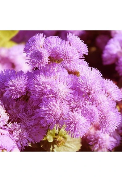 Tohumcumm 30 Adet Tohum Nadir Bulunan Pembe Vapur Dumanı Çiçeği Çiçek Tohumu Hediye Saksı Toprak ürün görseli 1