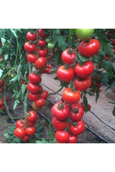 Tohumcumm 150 Adet Tohum Erkenci Iri Domates Tohumu Sürpriz Hediye Tohum Büyük Domates Saksı Toprak Hediye ürün görseli 1