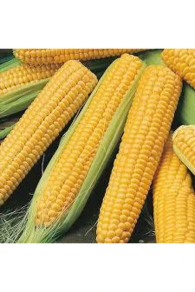 Tohumcumm 100 Adet Tohum Eko Paket Süt Mısırsüt Mısır Tohumu Darı Tohumu Mısır Tohumu Hediye Tohumlu ürün görseli 1
