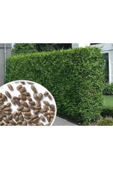 Tohumcumm 100 Adet Tohum Organik Bahçe Villa Kurtbağrı Sarmaşık Tohumu Hediye Tohumlu ürün görseli 1