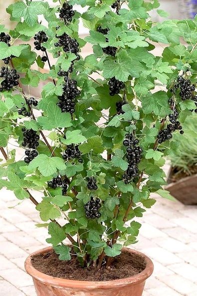 Tohumcumm 10 Adet Tohum Nadir Saksılık Nadir Saksılık Siyah Frenk Üzüm Tohumu Yeni Mahsul Balkon Saksı Toprak ürün görseli 1