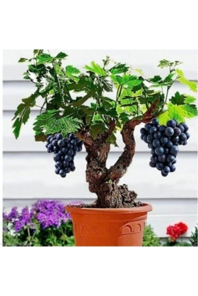 Tohumcumm 10 Adet Tohum Organik Siyah Bal Üzüm Bonsai Ağaç Tohumu Salkım Asma Üzümü Tohumu Saksı Toprak ürün görseli 1