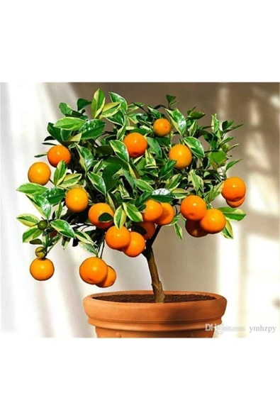 Tohumcumm 5 Adet Tohum Bodur Bonsai Washington Portakal Ağaç Tohumu Bonsai Toprakal Ağacı Saksı Toprak Hediye ürün görseli 1