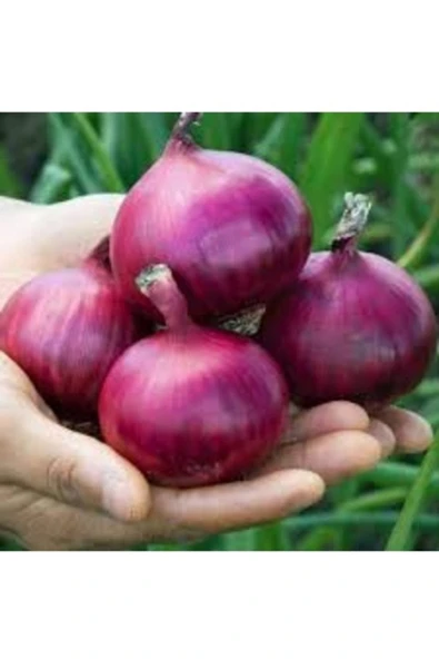 Tohumcumm 500 Adet Tohum Nadir Hobi Bahçe Açık Tarla Amasya Kışlık Kuru Soğan Çorum ürün görseli 1