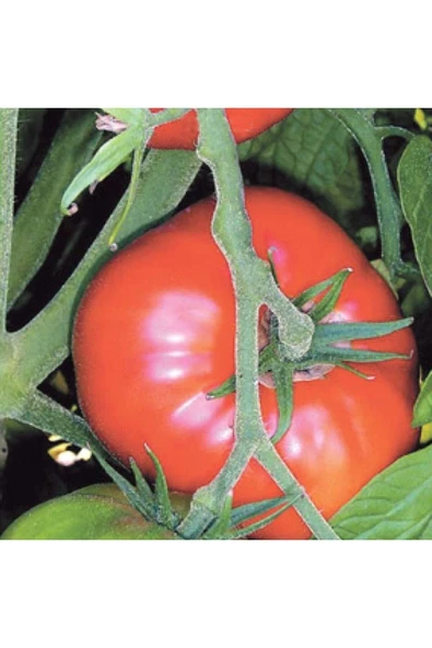 Tohumcumm 100 Adet Tohum Erkenci Iri Marmande Domates Tohumu Domates Tohumu Sürpriz Hediye Tohumludur ürün görseli 1