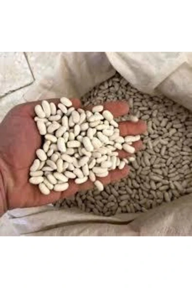 Tohumcumm 500 Adet Tohum Beyaz Fasulye Tohumu Kuru Fasulye Tohumu Gelebeksel Beyaz Süpriz Heidye Tohum ürün görseli 1