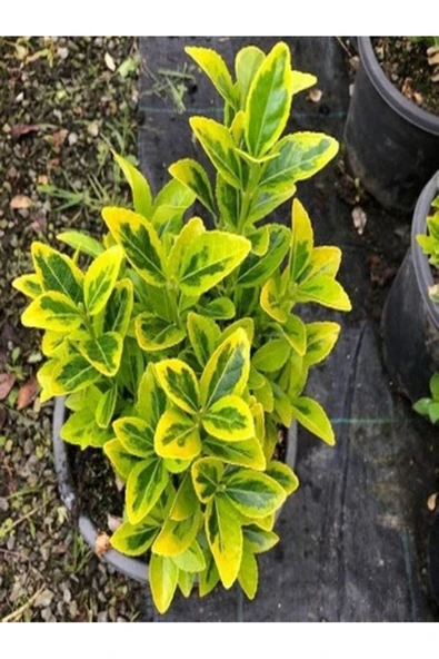 Tohumcumm 5 Adet Tohum Nadir Bulunan Şeflera Salon Ağacı Tohumu Mis Kokulu Şeflera Çiçeği Tohumu Hediye Tohuml ürün görseli 1