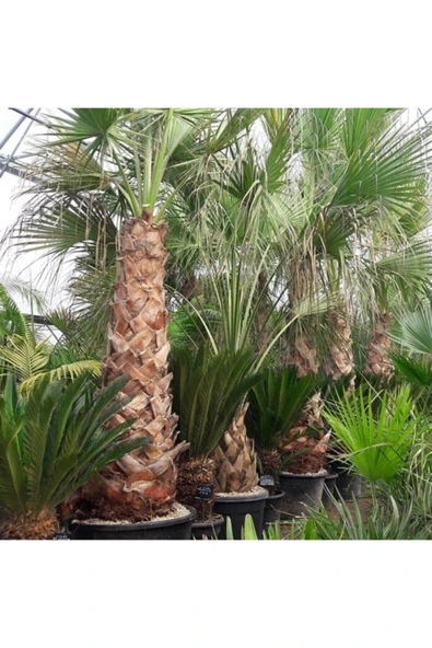 Tohumcumm 25 Adet Tohum Palmiye Ağacı Tohumu Washingtonia Filifera Süs Bitkileri Tohumları Organik Tohum ürün görseli 1