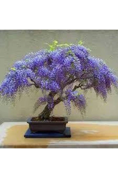 Tohumcumm 10 Adet Tohum Bodur Jakaranda Bonsai Ağacı Tohumu Sürpriz Hediye Bonsai Ağacı Tohumludur ürün görseli 1