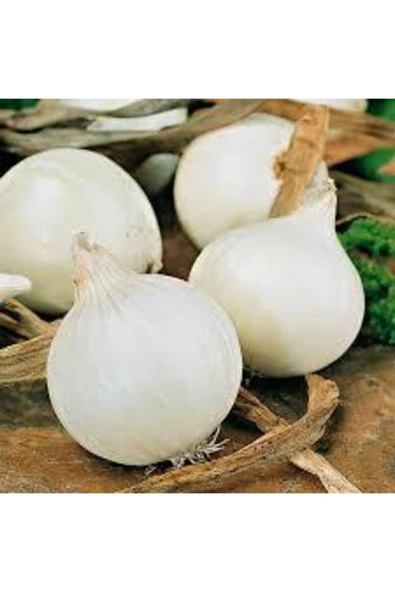 Tohumcumm 100 Adet Tohum Nadir Tatlı Kışlık Beyaz Soğan Tohumu Tatlı Beyaz Soğan Tohumu Hediye Tohumlu ürün görseli 1