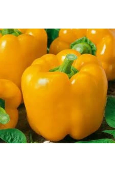 Tohumcumm 100 Adet Tohum Nadir Organik Hobi Bahçe Sarı Dolmalık Tatlı Biber Tohumu Saksı Toprak Hediye ürün görseli 1