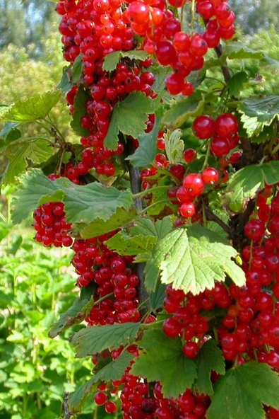 Tohumcumm 10 Adet Tohum Organik Doğal Kırmızı Frenk Üzümü Tohumu Dağ Frenk Üzümü Tohumu Firenk Üzüm Tohum ürün görseli 1