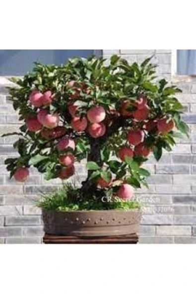 Tohumcumm 15 Adet Tohum Nadir Bodur Bonsai Niğde Amasya Elma Ağaç Tohum Organik Bahçe Tohum Saksı Toprak ürün görseli 1