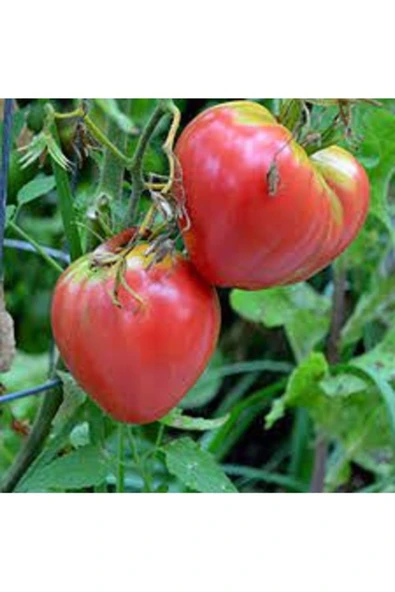 Tohumcumm 50 Adet Tohum Nadir Dana Yüreği Köy Domatesi Tohumu Yayla Domatesi Tohum ürün görseli 1