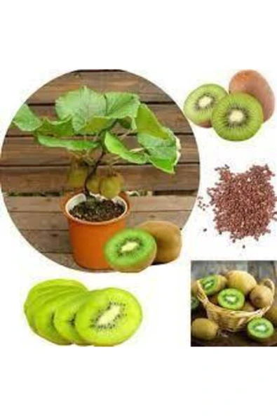 Tohumcumm 20 Adet Tohum Bodur Kivi Bonsai Ağacı Tohumu Saksı Toprak Sürpriz Hediye Bonsai Ağacı Tohumludur ürün görseli 1