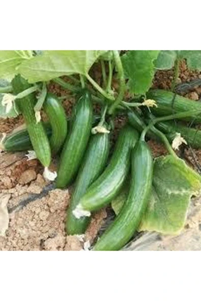 Tohumcumm 100 Adet Tohum Silor Yerli Parmak Salatalık Tohumu Orjinal Sülor Salatalık Sürpriz Tohum ürün görseli 1