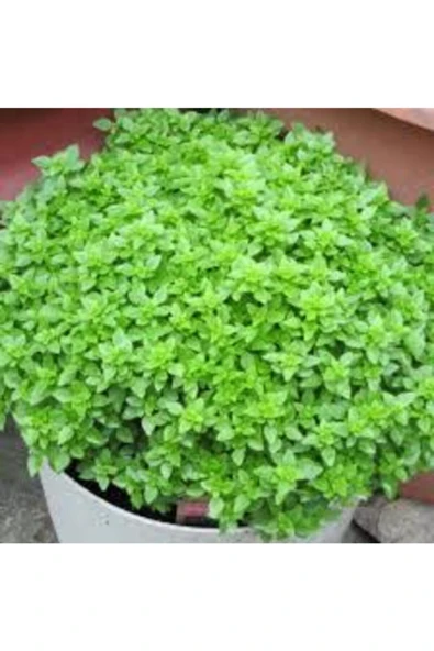 Tohumcumm 75 Adet Tohum Nadir Bulunan Top Reyhan Çiçeği Reyhan Çiçeği Tohumu Saksı Toprak ürün görseli 1