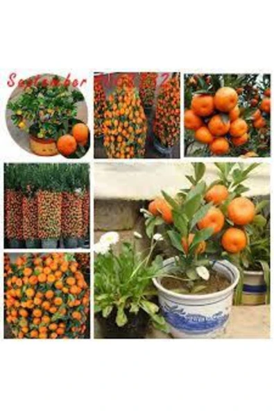 Tohumcumm 20 Adet Tohum Nadir Bodur Bonsai Mandalina Bonzai Ağacı Tohum Süpriz Hediye Bonsai Ağacı Tohum ürün görseli 1