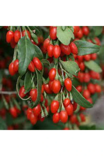 Tohumcumm 15 Adet Tohum Goji Berry Tohumu Kurt Üzümü Tohumu Goji Berry Saksı Toprak Sürpriz Heidyeli ürün görseli 1