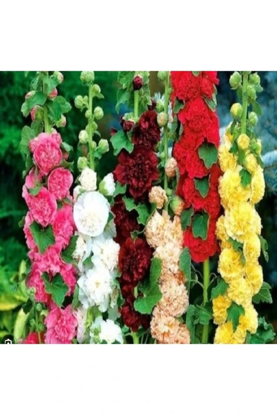 prestijiseed 50 Adet Karışık Katmerli Gülhatmi Çiçeği Tohumu Ağaç Hatmi Çiçek Tohumu ürün görseli 1