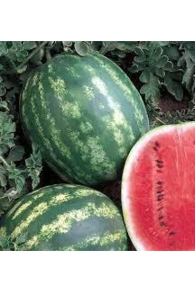 Tohumcumm 25 Adet Tohum Meşhur Diyarbakır Karpuzu Tohumu Karpuz Tohumu Süpriz Hediye Tohum ürün görseli 1