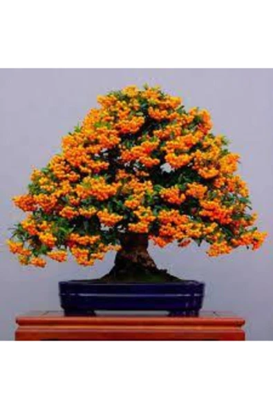 Tohumcumm 15 Adet Tohum Nadir Ateş Dikeni Bonsai Ağaç Tohumu Ateş Diken Tohum Saksı Toprak Hediyemizdir ürün görseli 1