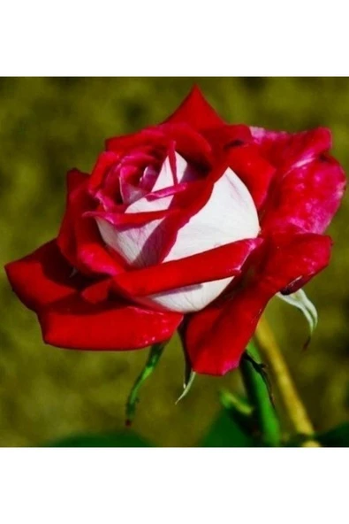 Tohumcumm 25 Adet Tohum Nadir Bulunan Kırmızı Beyaz Gül Tohumu Bahçe Gülü Saksı Toprak Sürpriz Hediye Tohum ürün görseli 1