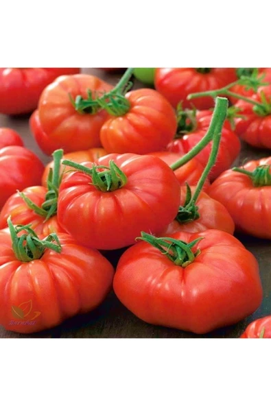 Tohumcumm 50 Adet Tohum Erkenci Iri Marmande Domates Tohumu Domates Tohumu Sürpriz Hediye Tohumludur ürün görseli 1