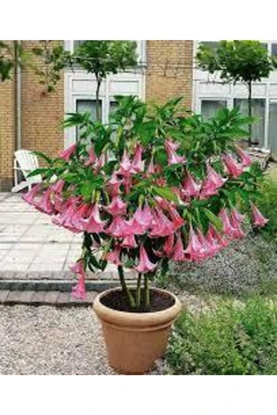 Tohumcumm 10 Adet Tohum Pembe Angel Trumpet Çiçeği Meleklerin Borazanı Çiçeği Tohumu Saksı Toprak Kediye ürün görseli 1