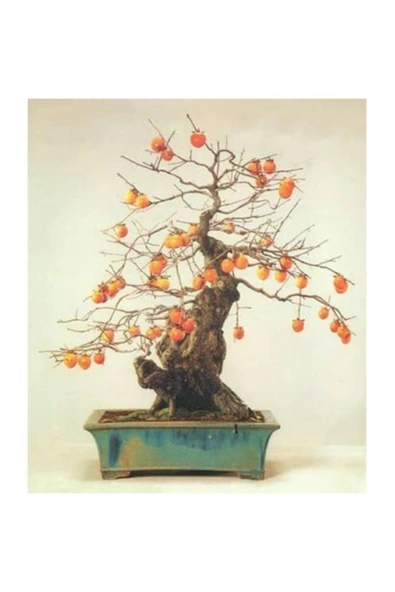Tohumcumm Bodur Bonsai Trabzon Hurma Ağacı Tohumu 2 Adet Tohum ürün görseli 1